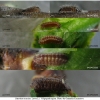 sat acaciae larva1 volg